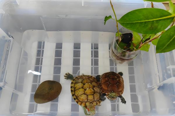 养龟换水间隔，每隔2-3天换一次