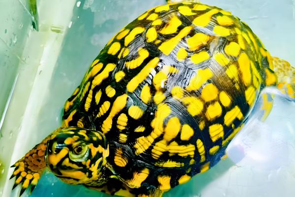 养龟换水间隔，每隔2-3天换一次