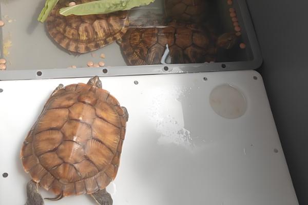 养龟换水间隔，每隔2-3天换一次