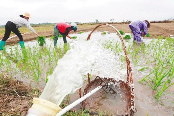 插秧的方式，秧苗插入后要及时灌水