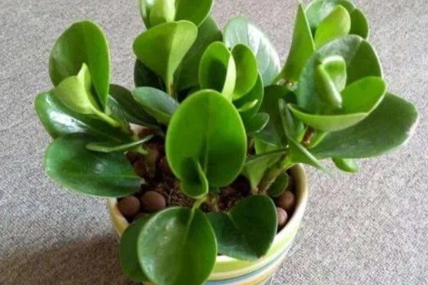 豆瓣绿爆盆的养殖方式,浇水一定要勤