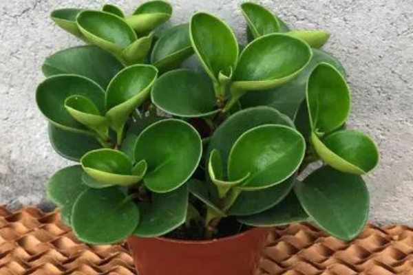 豆瓣绿爆盆的养殖方式,浇水一定要勤