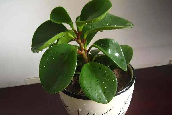 豆瓣绿爆盆的养殖方式,浇水一定要勤
