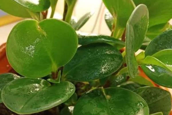 豆瓣绿爆盆的养殖方式,浇水一定要勤