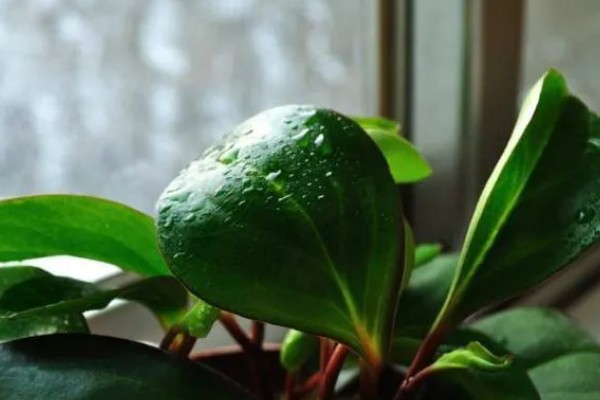 豆瓣绿爆盆的养殖方式,浇水一定要勤
