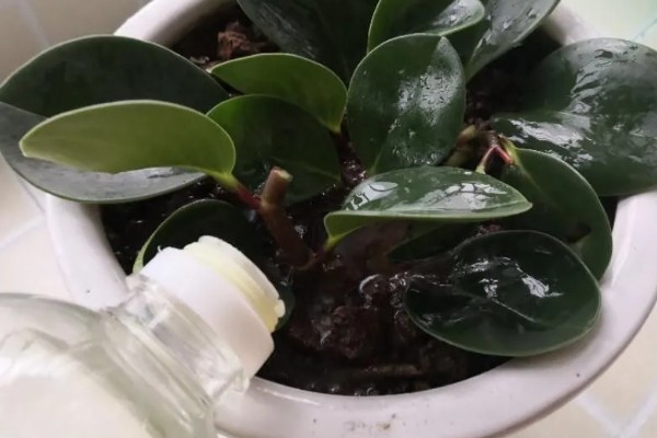 豆瓣绿爆盆的养殖方式,浇水一定要勤