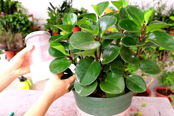 豆瓣绿爆盆的养殖方式,浇水一定要勤