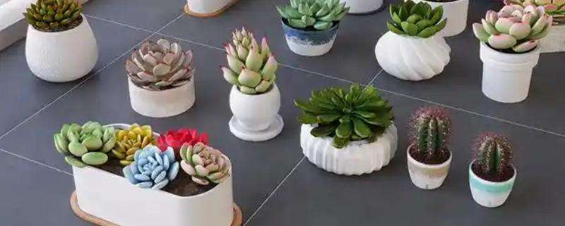 多肉植物能不能水培，水培时会导致茎叶徒长