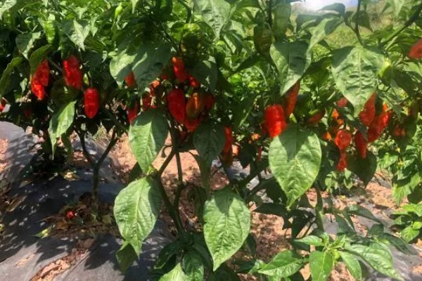 涮涮辣的辣度和产地,辣度为6000度