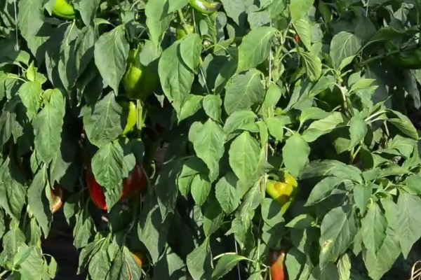 涮涮辣的辣度和产地,辣度为6000度