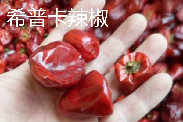 涮涮辣的辣度和产地,辣度为6000度