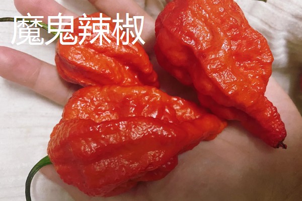 涮涮辣的辣度和产地,辣度为6000度