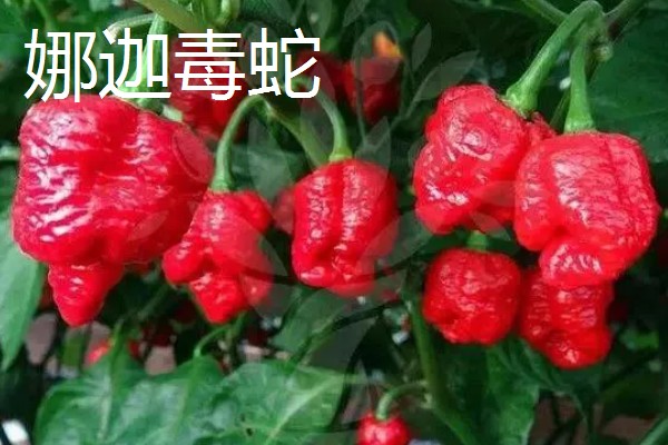 涮涮辣的辣度和产地,辣度为6000度