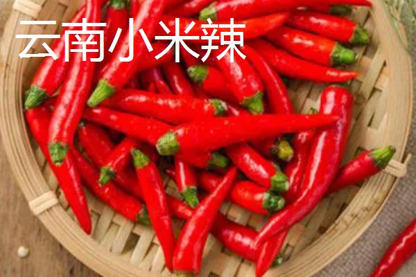 涮涮辣的辣度和产地,辣度为6000度