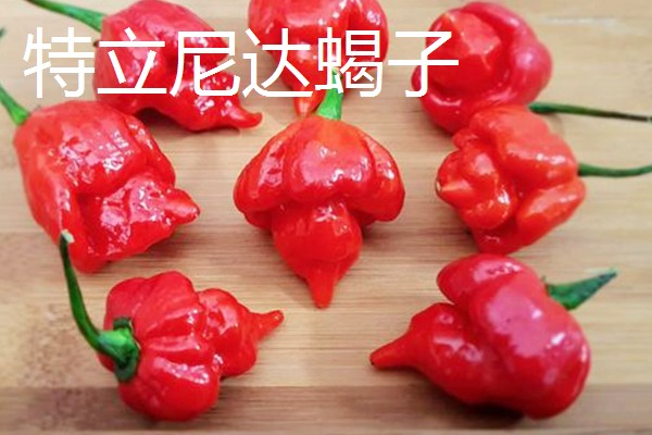 涮涮辣的辣度和产地,辣度为6000度