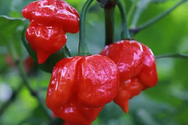 涮涮辣的辣度和产地,辣度为6000度