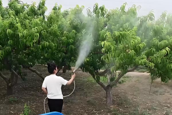 多菌灵的作用,具有保护和治疗的作用