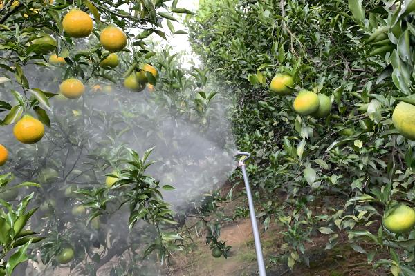 多菌灵的作用,具有保护和治疗的作用