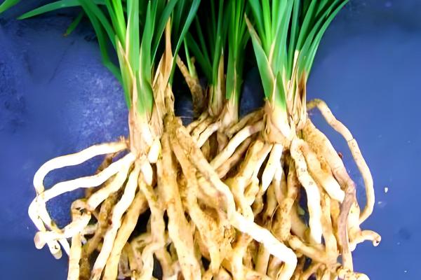 多菌灵的作用,具有保护和治疗的作用