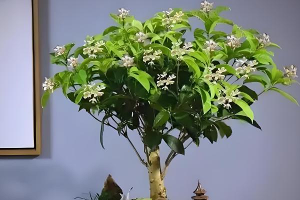 多菌灵的作用,具有保护和治疗的作用