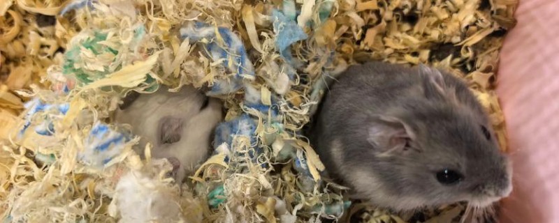 为什么仓鼠会伪冬眠，气温过低非常容易导致