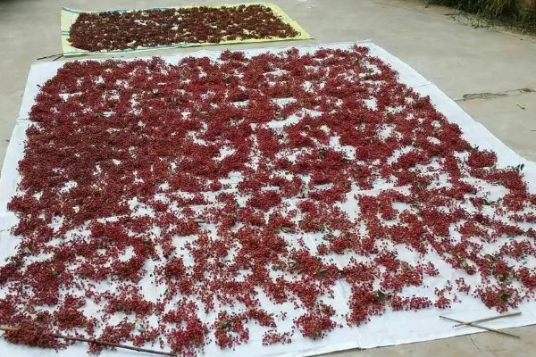 花椒种子播前常用的浸种催芽处理方式,包括开水烫种、碱水浸种等。
