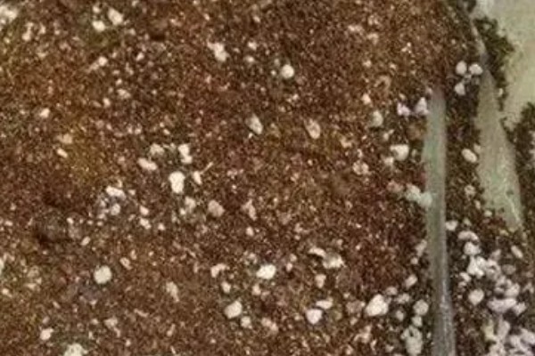 花椒种子播前常用的浸种催芽处理方式,包括开水烫种、碱水浸种等。