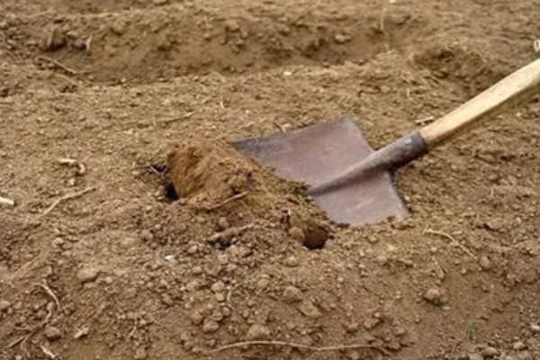 花椒种子播前常用的浸种催芽处理方式,包括开水烫种、碱水浸种等。