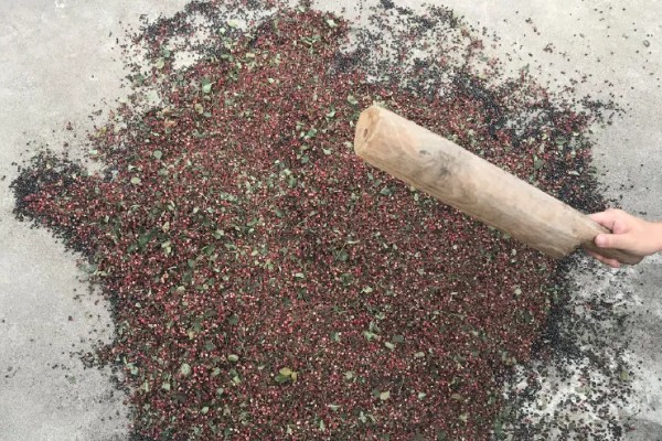 花椒种子播前常用的浸种催芽处理方式,包括开水烫种、碱水浸种等。