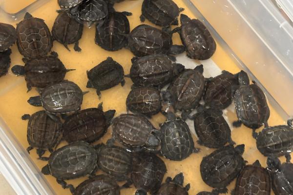 乌龟生病怎么治疗，发生腐皮病先消毒再进行药浴