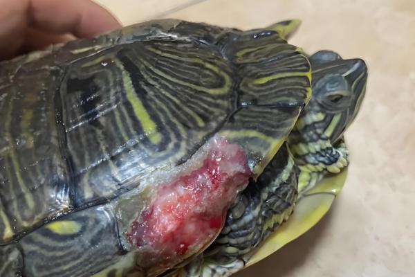 乌龟生病怎么治疗，发生腐皮病先消毒再进行药浴