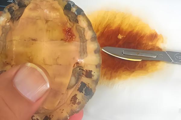 乌龟生病怎么治疗，发生腐皮病先消毒再进行药浴