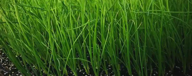 洋葱苗怎样育，可以在秋季进行