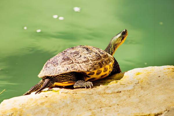 乌龟生病怎么治疗，发生腐皮病先消毒再进行药浴