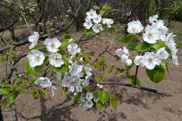梨树花期怎么管理，开花前半个月追施复合肥