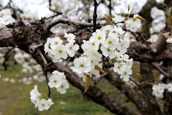 梨树花期怎么管理，开花前半个月追施复合肥