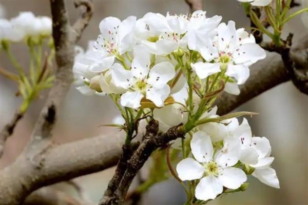 梨树花期怎么管理，开花前半个月追施复合肥