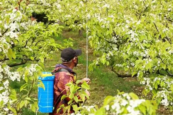 梨树花期怎么管理，开花前半个月追施复合肥