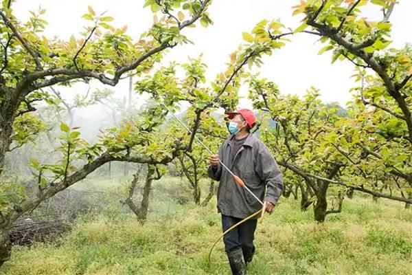 梨树花期怎么管理，开花前半个月追施复合肥