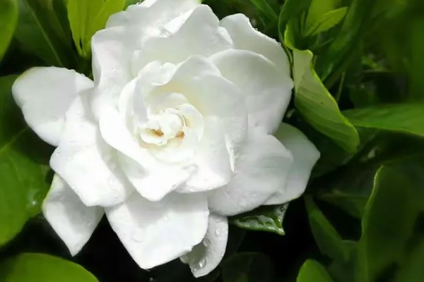 栀子花的寓意，寓意纯洁、永恒等