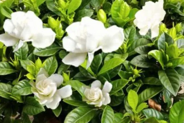 栀子花的寓意，寓意纯洁、永恒等