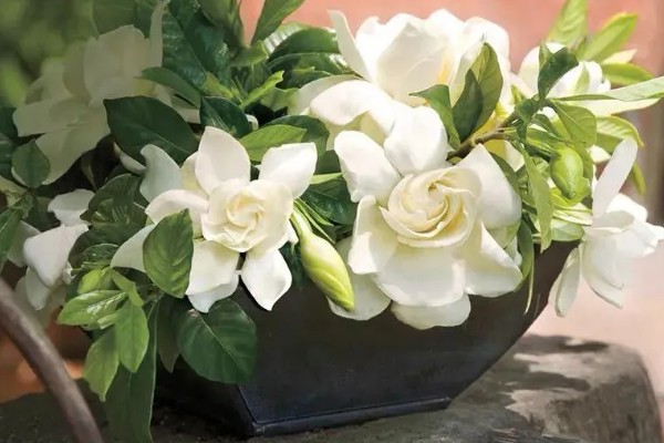 栀子花的寓意，寓意纯洁、永恒等