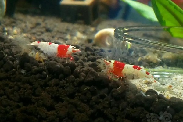 虾抱卵了要不要隔离,观赏虾抱卵后会自行躲在安全处