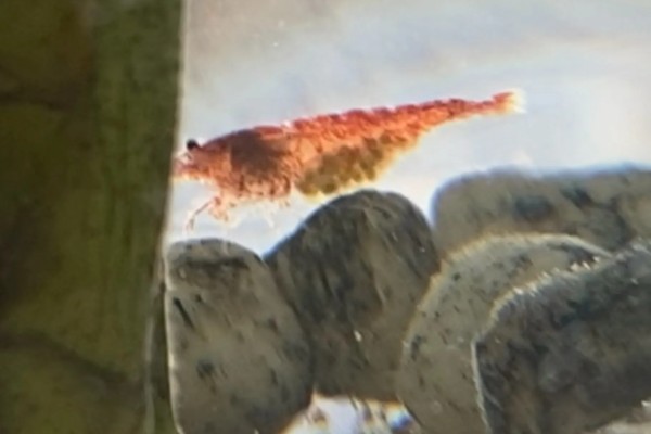 虾抱卵了要不要隔离,观赏虾抱卵后会自行躲在安全处