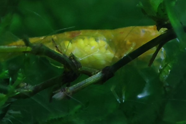 虾抱卵了要不要隔离,观赏虾抱卵后会自行躲在安全处