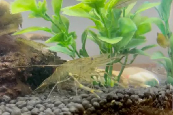 虾抱卵了要不要隔离,观赏虾抱卵后会自行躲在安全处