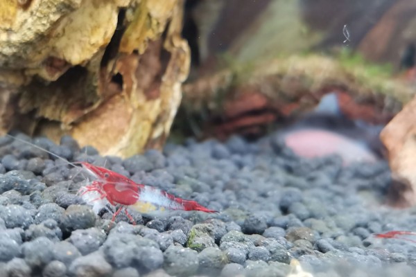 虾抱卵了要不要隔离,观赏虾抱卵后会自行躲在安全处