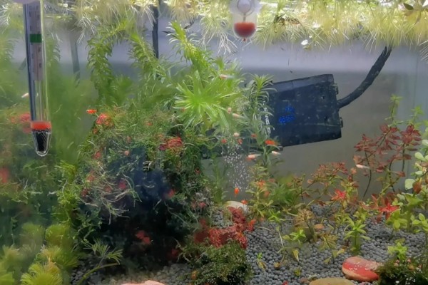 虾抱卵了要不要隔离,观赏虾抱卵后会自行躲在安全处