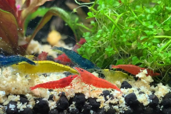 虾抱卵了要不要隔离,观赏虾抱卵后会自行躲在安全处