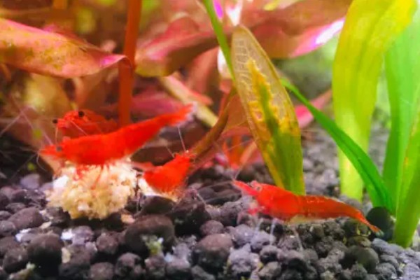 虾抱卵了要不要隔离,观赏虾抱卵后会自行躲在安全处